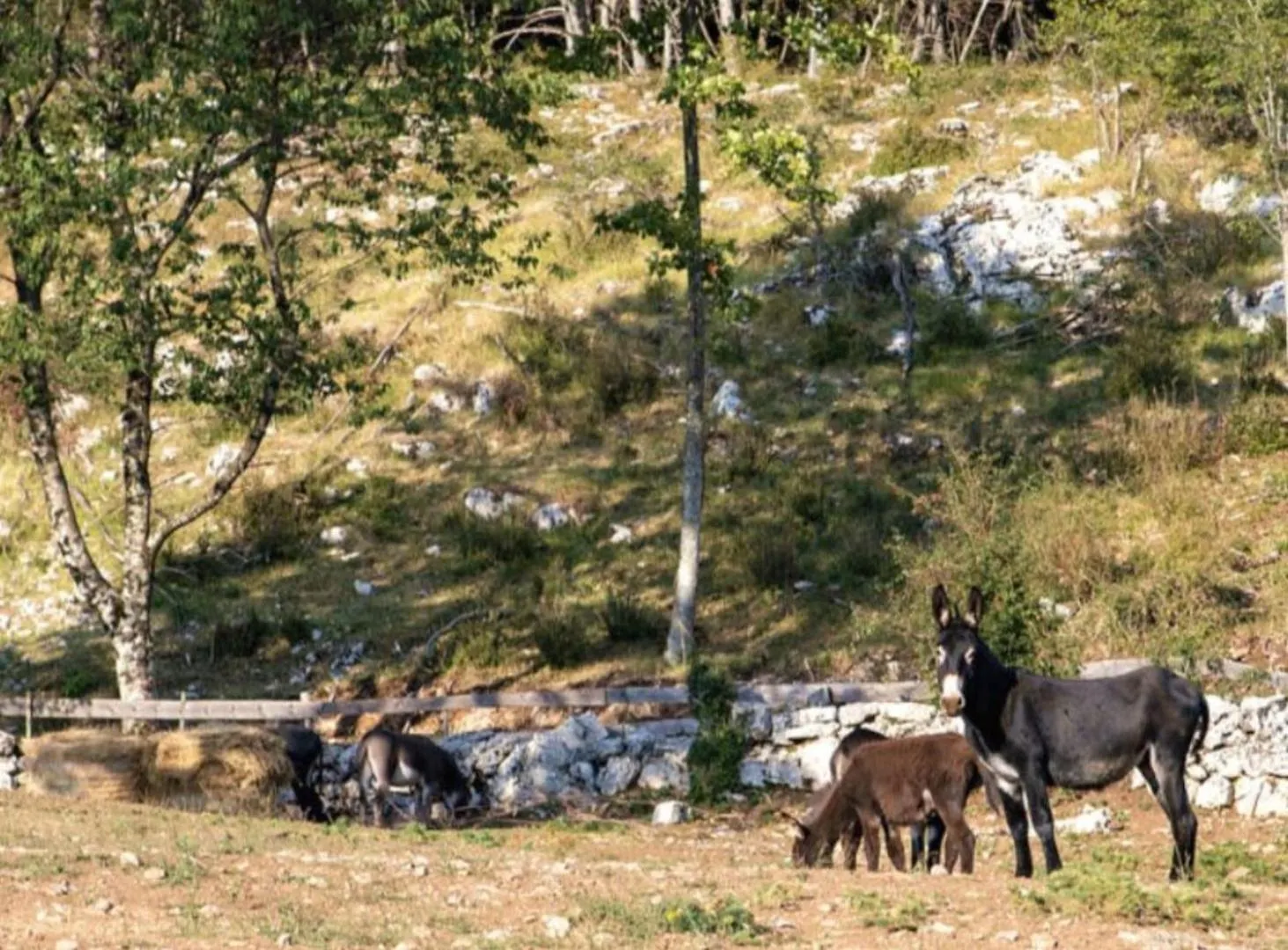 Ucka Nature Park Mountain Hideway Robinson House Matic With Pool Brest